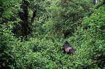 Silverback Eastern lowland gorilla (Gorilla beringei graueri) in forest, Kahuzi Biega, Democratic Republic of the Congo.
