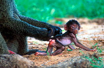 Olive baboon mother restraining young {Papio anubis} Kenya