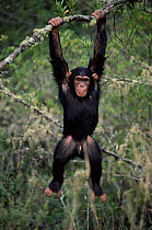 Orphan Chimpanzee playing in tree {Pan troglodytes} Chimfunshi sanctuary, Zambia