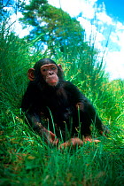 Orphan Chimpanzee, Chimfunshi sanctuary, Zambia