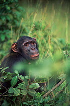 Male Chimpanzee {Pan troglodytes} in sanctuary, Kenya