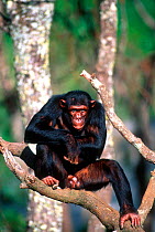Male Chimpanzee watching from tree {Pan troglodytes} Chimfunshi sanctuary, Zambia