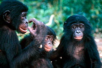 Bonobo orphans at sanctuary {Pan paniscus} Brazzaville, Democratic Republic of Congo.