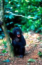 Bonobo orphan at sanctuary {Pan paniscus} Brazzaville, Congo