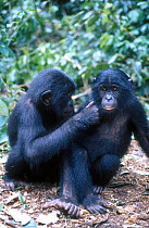 Young bonobos grooming {Pan paniscus} C Brazzaville sanctuary, Congo