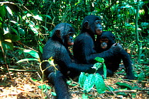 Orphan Bonobos {Pan paniscus} at Brazzaville sanctuary, Congo
