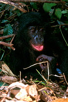 Bonobo orphan, Brazzaville sanctuary, Congo