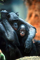 Bonobo mother with young at San Diego Zoo, CA, USA