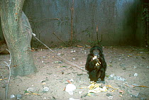 Orphan Bonobo for sale, Kinshasa, Congo