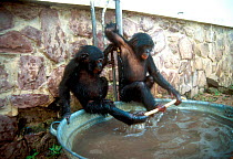 Bonobo orphans playing with water, Kinshasa sanctuary, Congo
