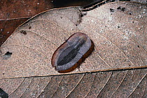 Endustomus beetle mimics seed pod on leaf, Gambia, West Africa