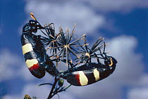 Warning colours and mating behaviour in blister beetles {Mylabris oculata} South Africa
