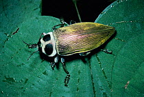 Giant jewel beetle in rainforest {Euchroma gigantea} Brazil, South America
