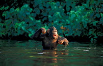 Chimpanzee wading to feeding boat. {Pan troglodytes} captive Brazzaville sanctuary, Congo