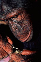 Male Chimpanzee with padlock and key. {Pan troglodytes} sanctuary, Kenya