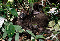 Family of five Gorillas killed for bush meat {Gorilla beringei} Cameroon