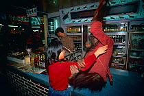 Orang utan in shop {Pongo pygmaeus} Taipei, Taiwan 1990