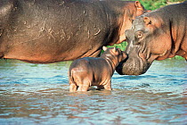 Hippopotamus and calf {Hippopotamus amphibius} Virunga NP, Democratic Republic of Congo.