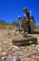 Camerman Andrew Anderson on location in Arizona, filming a rattlesnake for BBC series "Predators", 2000