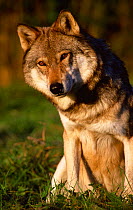 Grey wolf portrait (Canis lupus} Captive