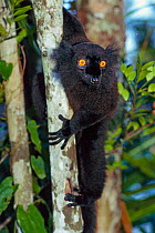 Black lemur (Eulemur macaco) male, climbing up tree trunk, Nosy Be, Madagascar. Endangered.