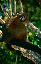 Red-bellied lemur, male {Lemur rubriventer} Ranomafana NP, S E Madagascar