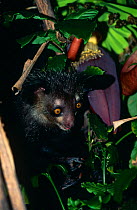 Aye aye {Daubentonia madagascariensis} on banana palm, Ile mon Desir, N E Madagascar