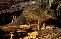 Narrow striped mongoose {Mungotictis decemlineata} Kirindy forest, W.Madagascar