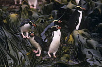 Snares Island penguin (Eudyptes robustus) on seaweed, Snares Island, New Zealand, vulnerable species