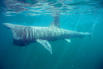 Basking shark feeding {Cetorhinus maximus} Cornwall, England, UK.