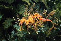 Leafy sea dragon {Phycodurus eques} male with eggs, Kangaroo Island, Australia