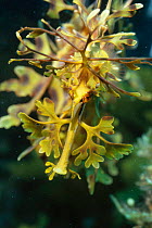 Leafy sea dragon, male head detail {Phycodurus eques} Kangaroo Island, Australia