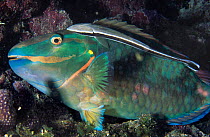 Redlip parrotfish {Scarus rubroviolaceus} resting on coral reef, Red Sea