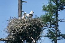 Oriental white stork (Ciconia boyciana) chicks at nest, Ussuriland, Primorskiy Krai, Russia, Endangered species