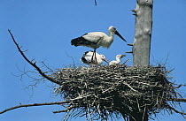 Oriental white stork {Ciconia boyciana} at nest with chicks, Primorskiy, Far East Russia