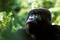 Blackback Eastern lowland gorilla {Gorilla beringei graueri} Kahuzi Biega, Democratic Republic of Congo.