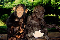 Orphan baby Chimpanzee {Pan troglodytes} and Gorilla {Gorilla gorilla} in nappy at sanctuary, Brazzaville, Africa