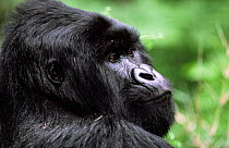 Blackback Eastern lowland gorilla head profile portrait {Gorilla beringei graueri} Kahuzi Biega, Democratic Republic of Congo.