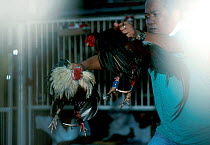 Man holding two fighting Cocks, Philippines - cock-fighting