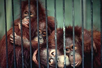 Orang utans (Pongo pygmaeus) in crowded cage, Tapei zoo, Taiwan
