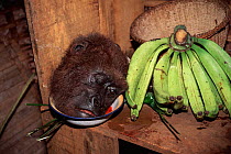Gorilla head (hunted for meat) next to bananas, Cameroon