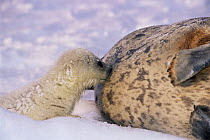 Ringed seal pup suckling {Phoca hispida} Svalbard, Norway