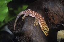 Standing's day gecko {Phelsuma standingi} juvenile, Zombitse Forest, South Madagascar, vulnerable species
