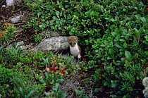 Weasel {Mustela nivalis} in mountain tundra, Skihote-Alin, Siberia