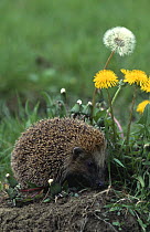 Hedgehog (Erinaceus europaeus) next to Dandelions (Taraxacum sp.) Europe