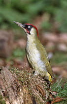 Green woodpecker male {Picus viridus} England