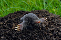 European mole emerging from hole {Talpa europaea} Yorkshire, UK