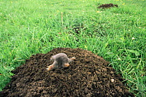 European mole emerging from hole {Talpa europaea} Yorkshire, UK.