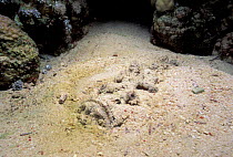 Stonefish buried on sea floor {Synanceja verrucosa} Red Sea, Eygpt