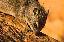 Small toothed rock hyrax {Heterohyrax brucei} Tsavo NP, Kenya